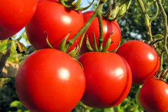 why tomato prices will drop in Nigeria October 2026